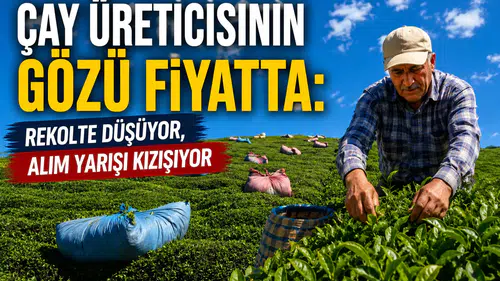 Çay Üreticisinin Gözü Fiyatta: Rekolte Düşüyor, Alım Yarışı Kızışıyor
