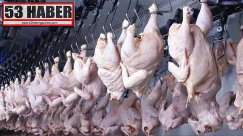 Mart Ayında Tavuk Eti ve Yumurta Üretiminde Rekor Artış!