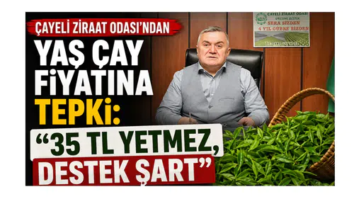 Çayeli Ziraat Odası’ndan Yaş Çay Fiyatına Tepki: 35 TL Yetmez, Destek Şart