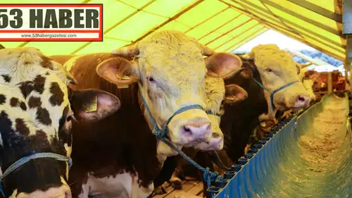 Kurban Bayramı'na Hazırlıklar: Hayvan Nakillerinde Sıkı Denetim Uygulanacak!