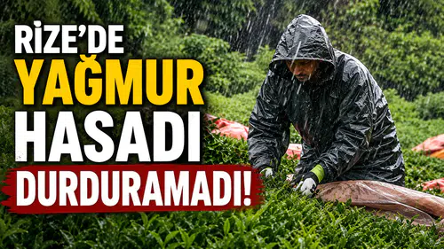 Rize'de Yağmur Hasadı Durduramadı! Çay Üreticileri Bayramda Bahçelere Koştu