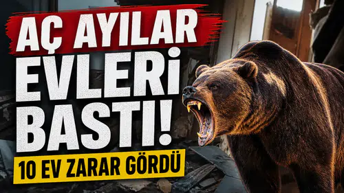 Aç Ayılar Evleri Bastı, 10 Ev Zarar Gördü