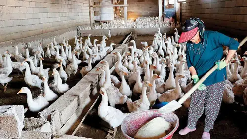 Hobisini Hayalindeki Aile Çiftliğine Dönüştürdü!