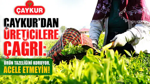 ÇAYKUR'dan üreticilere hasat uyarısı: Acele etmeyin, tazelik koruma önceliği!