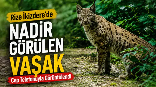 Rize İkizdere'de Nadir Görülen Vaşak Cep Telefonuyla Görüntülendi
