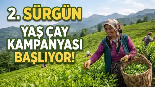 ÇAYKUR, 2026 İkinci Sürgün Çay Alımlarına 8 Temmuz'da Başlıyor!