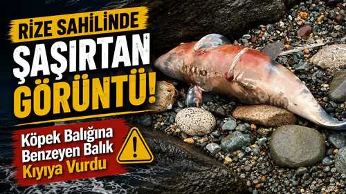 Rize Sahilinde Şaşırtan Görüntü! Köpek Balığına Benzeyen Balık Kıyıya Vurdu