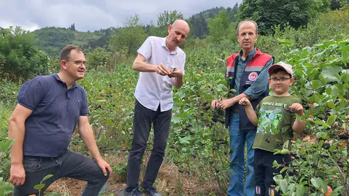 Trabzon’da Aronya Hasadı İçin Kritik Ölçüm: Brix Değeri 18-20 Olmalı