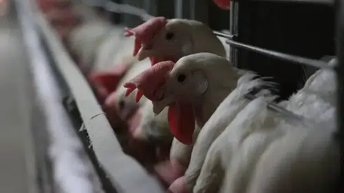 TÜİK: Tavuk eti üretimi haziranda yüzde 14,7 arttı