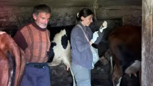 Vakfıkebir'de Sonbahar Aşılama Programı Başladı: Şap ve Brusella Aşıları Yapılıyor