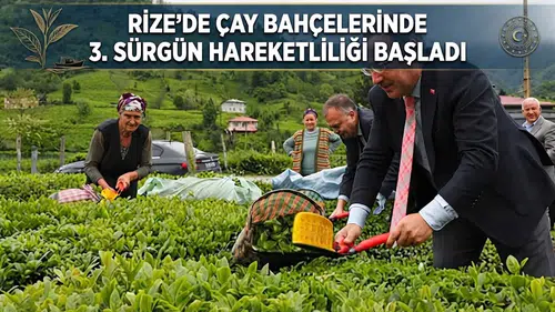Rize’de Çay Bahçelerinde 3. Sürgün Hareketliliği Başladı