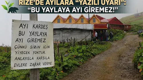 Rize’de Ayılara Yazılı Uyarı: Bu Yaylaya Ayı Giremez!