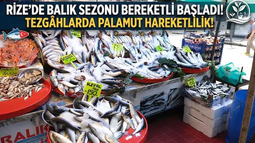 Rize’de Balık Sezonu Bereketli Başladı: Tezgâhlarda Palamut Hareketliliği