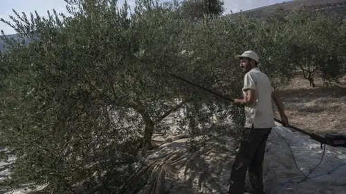 İsrail ordusuna Fransa'da savaş suçu şikâyeti: Lübnan'daki asırlık zeytin ağaçları söküldü