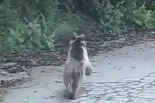 Ayı maratonu: Çamlıhemşin'de esnafın cep telefonu görüntüledi!