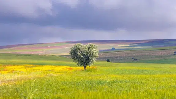 TOKİ 30 İlde 312 Arsayı Satışa Çıkarıyor: İşte Tarih, Yer ve Şartlar