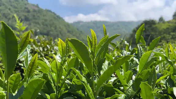 Rize'de çay atıklarından 'çaykopit' ile topraksız tarımda ithalatı önleme projesi başarıya ulaştı.