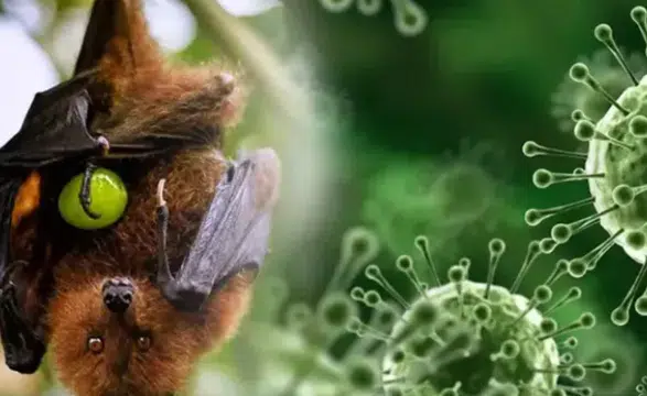 Nipah virüsü Batı Bengal'de yeniden ortaya çıktı, sağlık endişeleri artıyor!