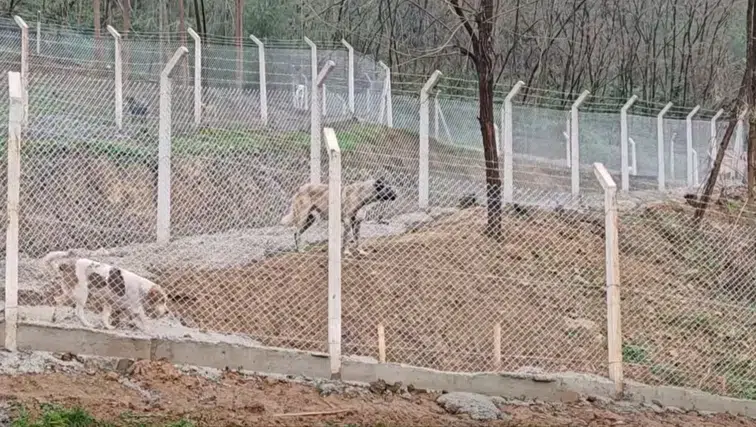 Borçka'da Modern Hayvan Barınağı Açıldı, Sokak Hayvanları İçin Yeni Umut!