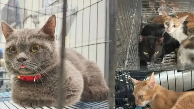 2 bin 700 kedi çalınmış