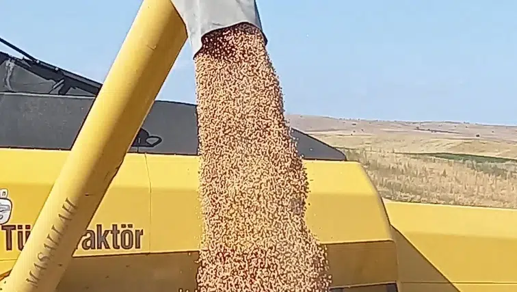 "Kırsal Hizmetler Daire Başkanlığı'ndan Üreticilere %50 Hibeli Nohut Tohumu Desteği"