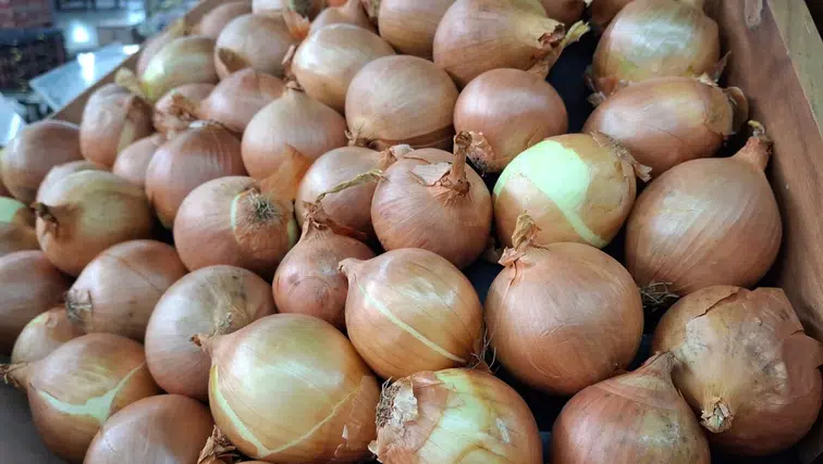 Kuru Soğan İhracatında Yılın İlk Çeyreği Rekorlarla Geçiyor