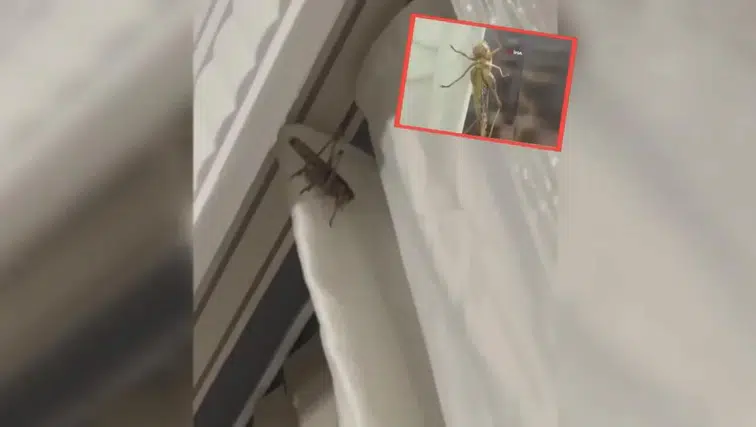 İstanbul'da hareketli dakikalar! Dev çekirgeler evleri bastı