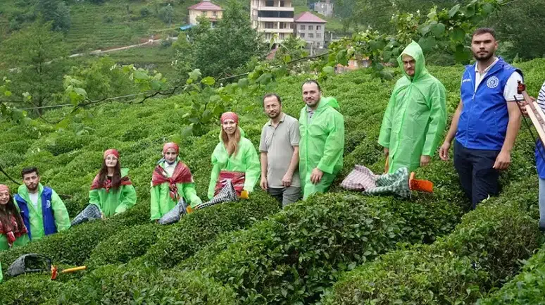 Güneysu’da Gönüllü Çay Hasadı Etkinliği Düzenlendi