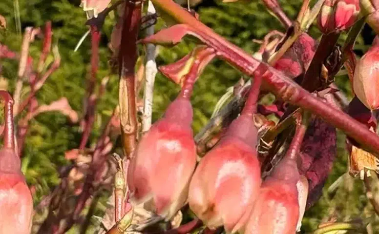 Rize'de iklim değişikliği likapanın Kasım ayındaki beklenmedik çiçeklenmesine sebep oldu