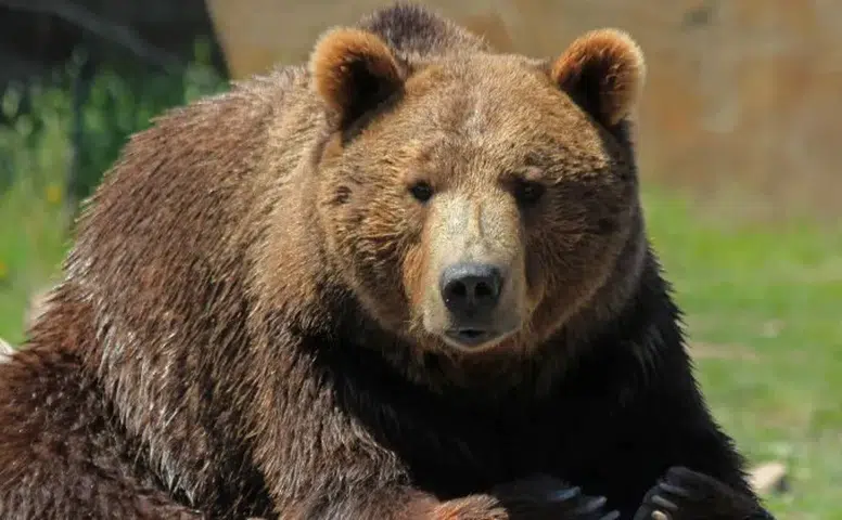 İkizdere Çevre Derneği’nden Ayı Vurma İznine Sert Tepki: Doğayı Korumak Bu Değil