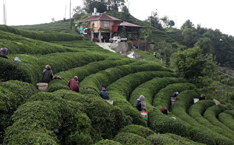 Rize'de Çay Fiyatlarına Gelecek Zam Pazarında Kritik Tartışmalar Sürüyor!