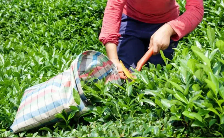 Rize'deki Çay Üreticileri Ekonomik Zorluklarla Mücadele Ediyor: Destek Primleri 2026'dan Önce Yeniden Aktarılmalı!