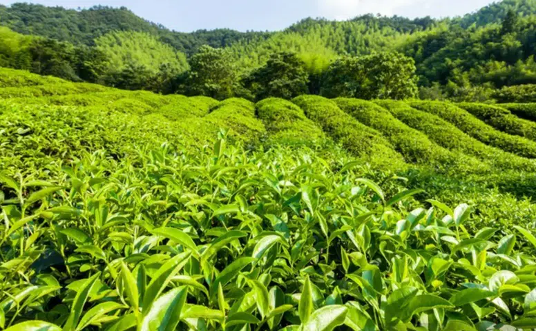 CHP Rize İl Başkanlığı’ndan Çay Üreticilerine Destek!