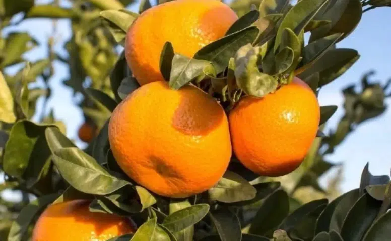 Rize’nin Yerli Mandalinası Dalında Kaldı: Üretici İşleme Tesisi İstiyor