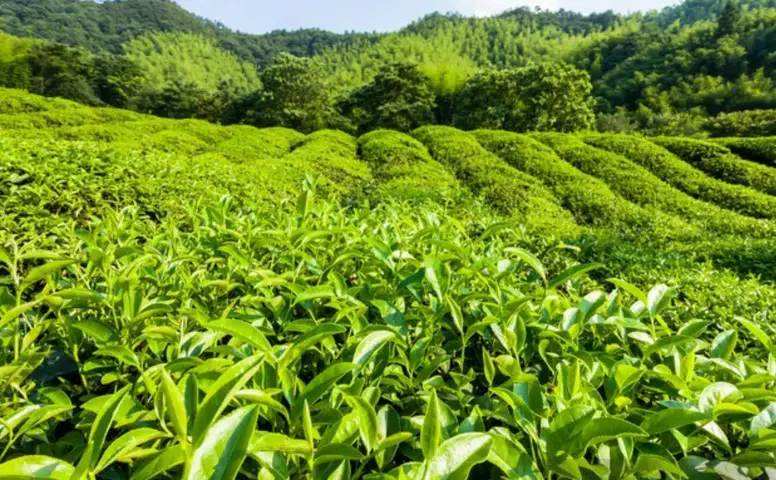 Çay Üreticileri Fiyat Artışında Israrcı: Yükselen Maliyetler Tüketiciye Yansıyacak mı?