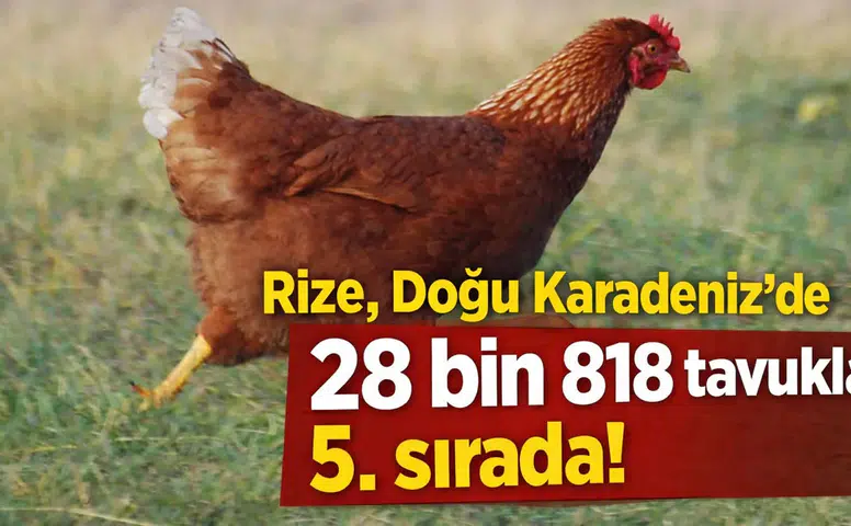 Rize, Doğu Karadeniz'de 28 bin 818 tavukla 5. sırada!