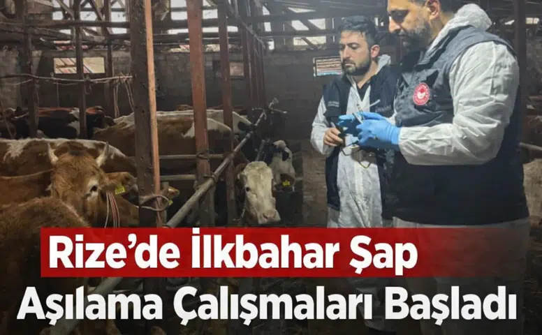 Rize'de 2026 İlkbahar Şap Aşılama Programı Başladı!