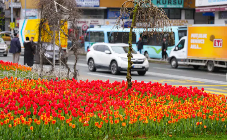 Rize’de Bahar Renkleri: 60 Bin Lale Toprakla Buluştu
