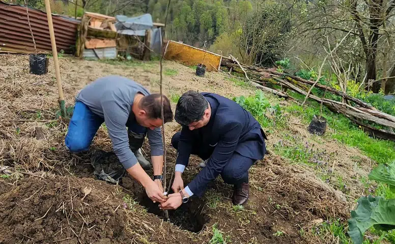 Hemşin’de Demir Elma Yeniden Hayat Buluyor: 240 Fidan Toprakla Buluştu