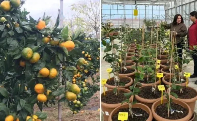 Rize Mandalinasında Yeni Dönem: Sertifikalı Fidan Üretimi Başladı