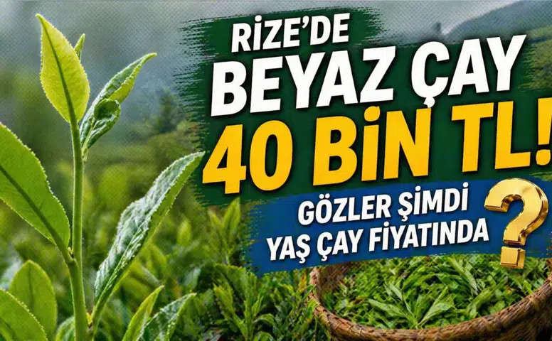 Rize'de Beyaz Çay Fiyatları 40 Bin TL'ye Yükseldi!
