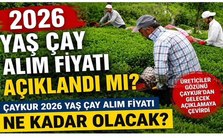 2026 Yaş Çay Alım Fiyatı Açıklandı mı? Üreticiler Gözünü ÇAYKUR’dan Gelecek Açıklamaya Çevirdi