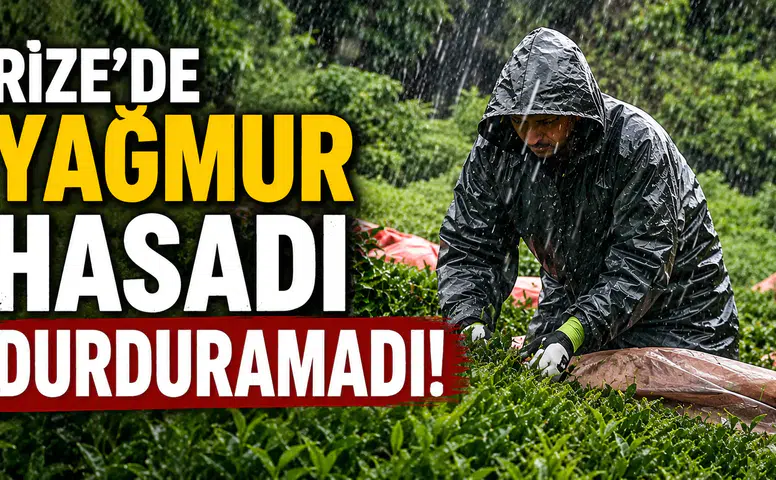 Rize'de Yağmur Hasadı Durduramadı! Çay Üreticileri Bayramda Bahçelere Koştu