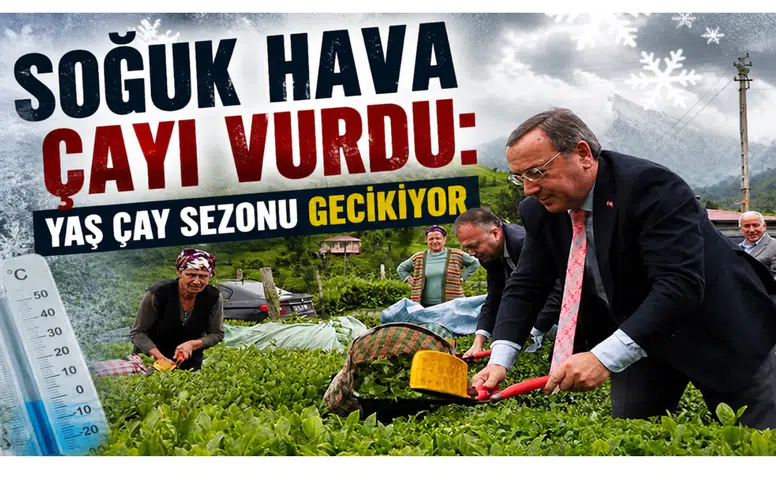 Soğuk Hava Çayı Vurdu: Yaş Çay Sezonu Gecikiyor