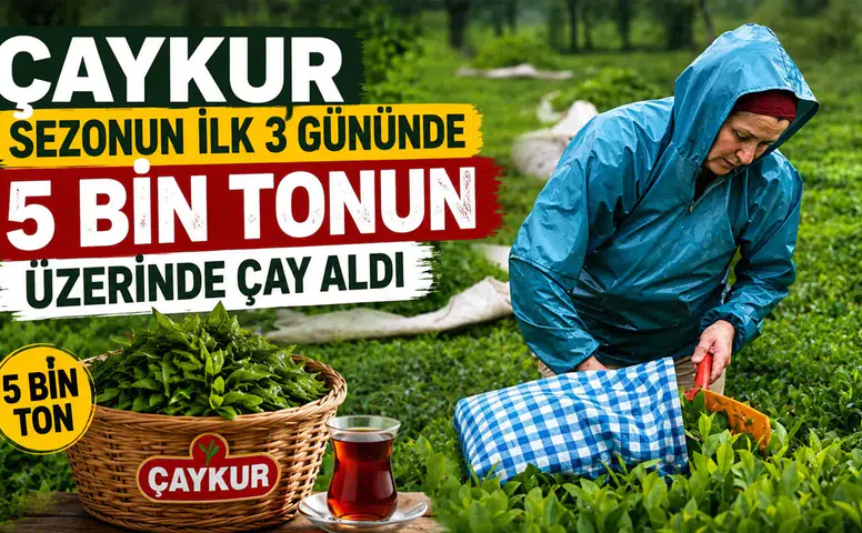 ÇAYKUR, 2026 sezonunun ilk 3 gününde 5 bin 600 ton çay aldı