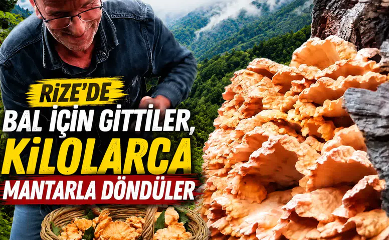 Rize'de Bal İçin Gittiler, Kilolarca Mantarla Döndüler