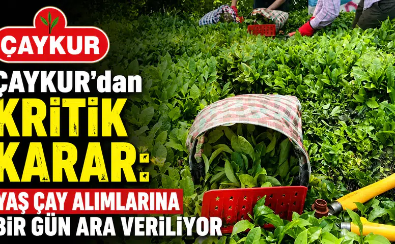 ÇAYKUR Yaş Çay Alımlarına Bir Günlük Ara Veriyor