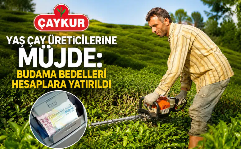 ÇAYKUR'dan Yaş Çay Üreticilerine Müjde: Budama Bedelleri Hesaplara Yatırıldı