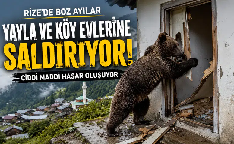Rize'de Boz Ayılar Yayla Ve Köy Evlerine Saldırarak Ciddi Maddi Hasara Yol Açıyor