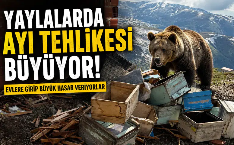 Yaylalarda Ayı Tehlikesi Büyüyor: Evlere Girip Büyük Hasar Veriyorlar